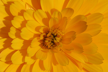 Marigold, fleur, jaune, Calendula officinalis, fleurs d’été