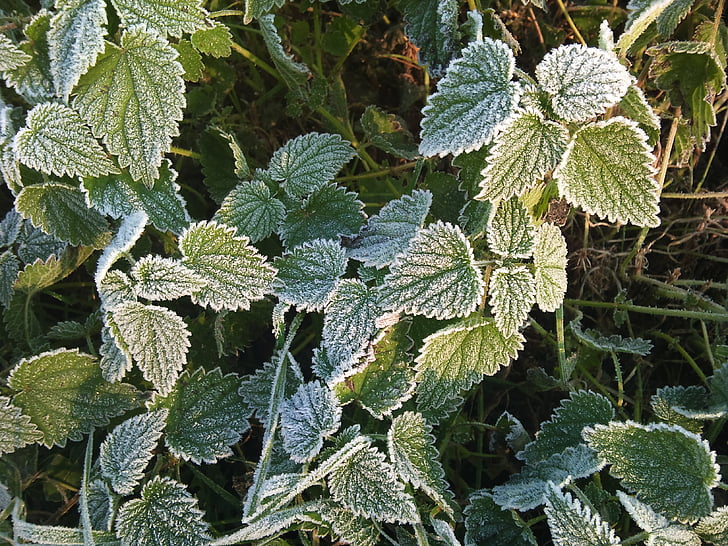leaves, winter, frost, leaf, nature, snow, plant