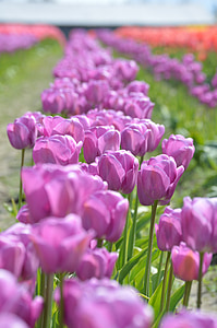 porpra, vermell, tulipes, nord-oest, Washington, flor, Skagit