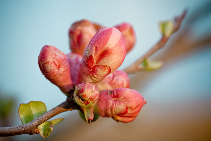 quince, bud, branch, flower buds, pink, plant, nature