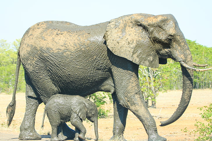 mor, barn, elefant, Kärlek, naturen, Mama, unga