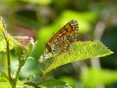 metulj, podrobnosti, lepota, rumen metulj, melitaea phoebe, damero glavinec, insektov