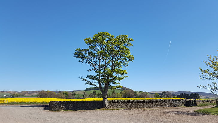 landscape, tree, nature, summer, countryside, sky, blue