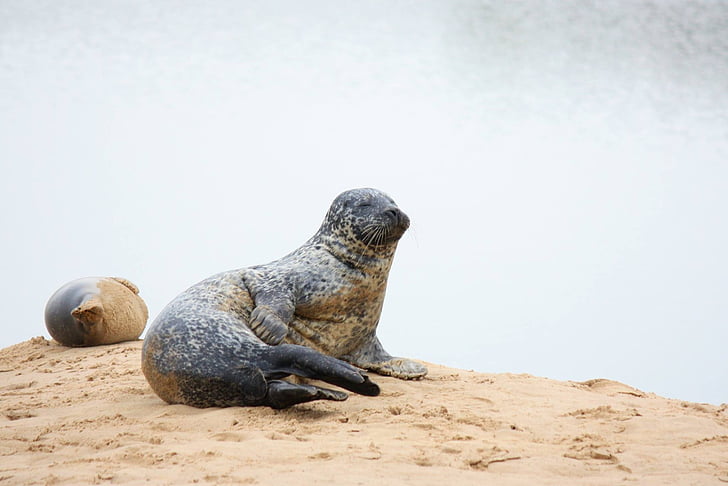 seal, beach, nature, sand, coast, wildlife, ocean