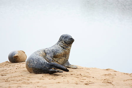 Seal, strand, natuur, zand, kust, dieren in het wild, Oceaan