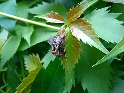 flies, leaves, nature, plant, insects