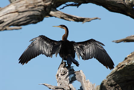 cormorant, bird, drying, wings