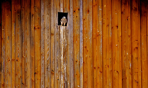 Falcon, sarang, tempat tinggal, dinding kayu, lubang