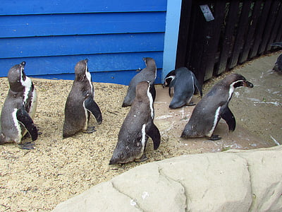 pingvin, Zoo, fugl, Walking