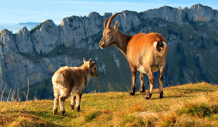 Alps kamenné geiss, Horská koza, koza, alpské, hory, zvířata, mladá zvířata