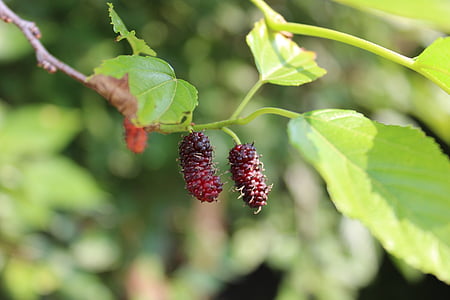 Mulberry, flyvende, vækst, plante, natur, blad, grøn farve