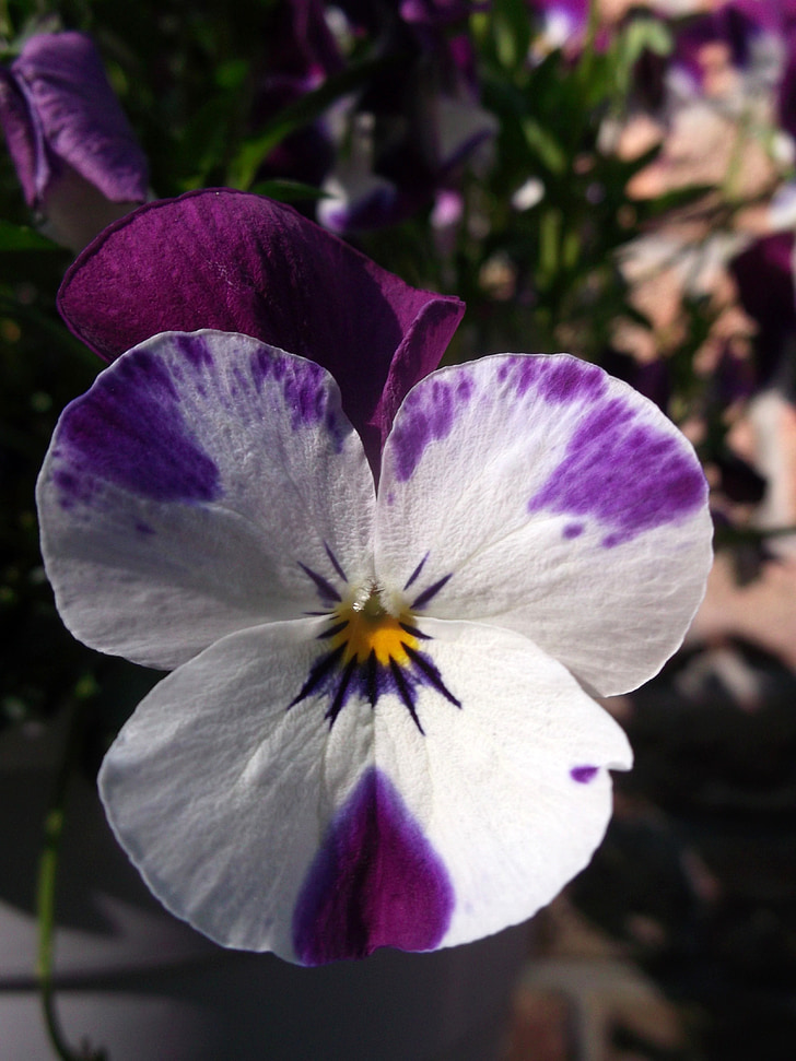 400 – 500, Violeta-blanco, Violaceae, flor