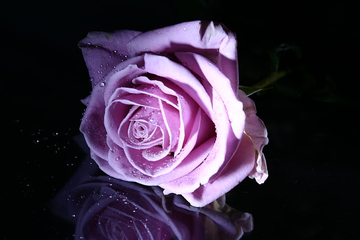 naik, Pink rose, bunga, merah muda, bunga