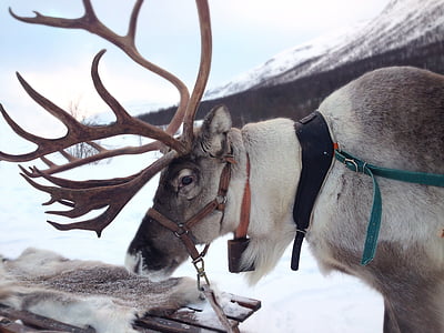 reindeer, norway, snow, sami, mammal, moose, winter