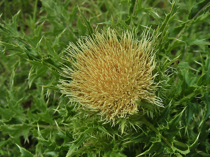 thistle, flower, yellow thistle, bloom, blossom, blooming, flowering