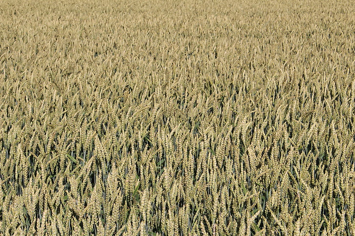 Пшениця, поле, Природа, жнива, Сільське господарство, літо, Зернові