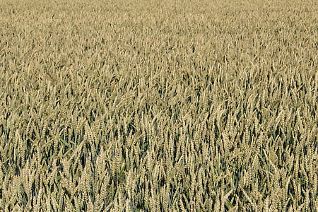 Пшеница, поле, Природа, урожай, Сельское хозяйство, Лето, злаки