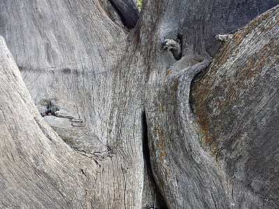 bark, tree, nature, texture, wood, trunk, old