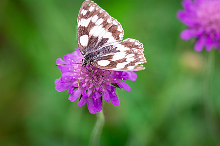 butterfly, flower, purple, pointed flower, blossom, bloom, insect