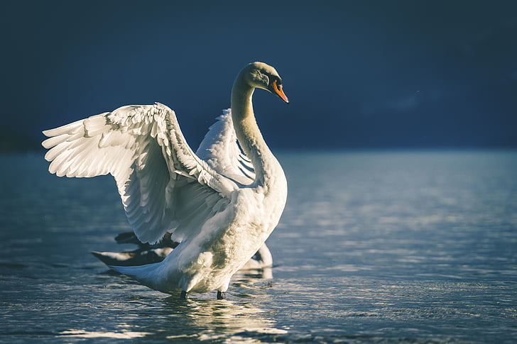 Swan, näbb, vit, ögon, fågel, vatten, floden