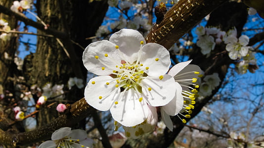 Blatt, Aprikose, Frühling, Blume, Knospe, weiß, schöne