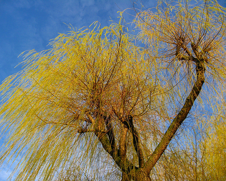 boom, takken, Willow tree, grasland, natuur, stam, kroon