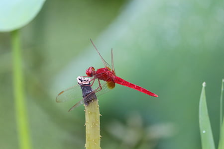 red dragonfly, summer lotus pond, green, cool, dragonfly, insect, nature