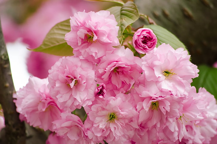 cseresznyevirág, vadcseresznye, tavaszi, rózsaszín, fa, ágak, Wild cherry blossoms
