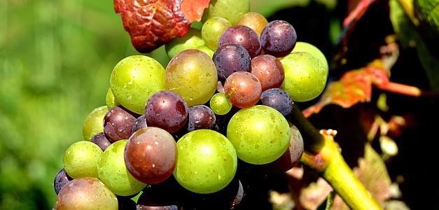 raisins, en détail, petits fruits, Henkel, raisin, fermer, vigne