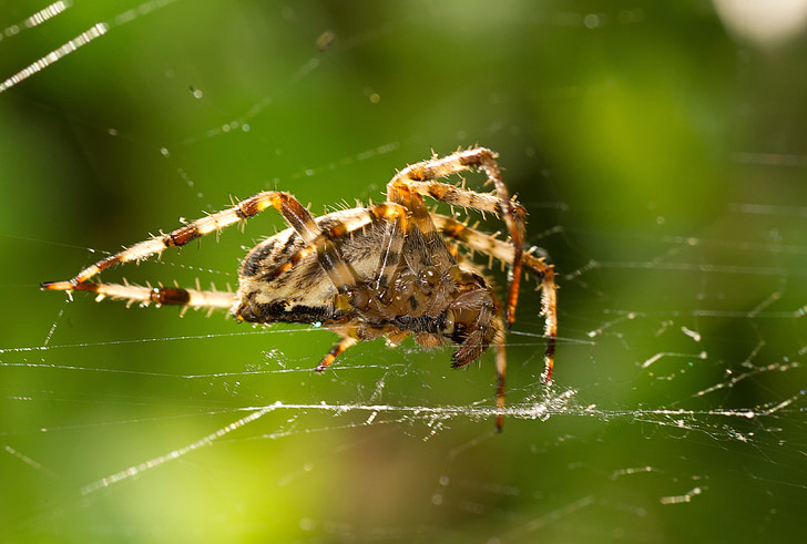 Spider, võrgu, tagasi valgus, Ämblikuvõrk, loodus, pingelised võrgud, Sulgege