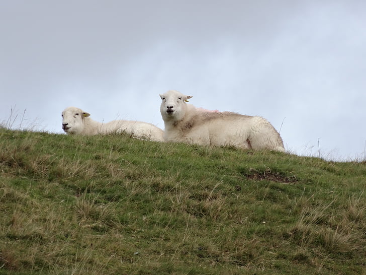 lampaat, Wales, karitsan, villaa, ulkona, Snowdonia, laiduntaminen