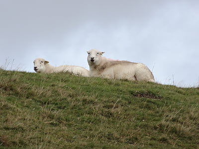 ovce, Wales, jahňacie, vlna, vonku, Snowdonia, pasenie