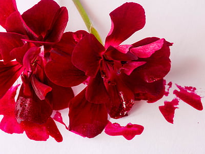 lilled, punane, tint