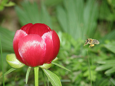 Pszczoła, kwiat, Piwonia, kwiatowy, roślina, naturalne, kwiat