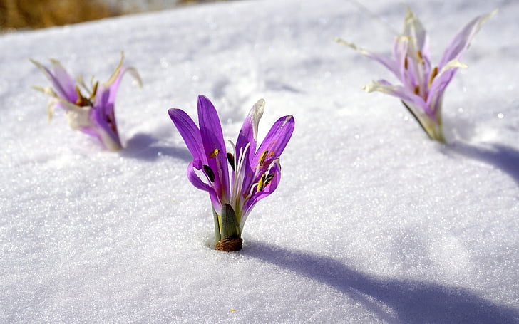Зимни цветя, сняг, ботаника, цъфтеж, природата