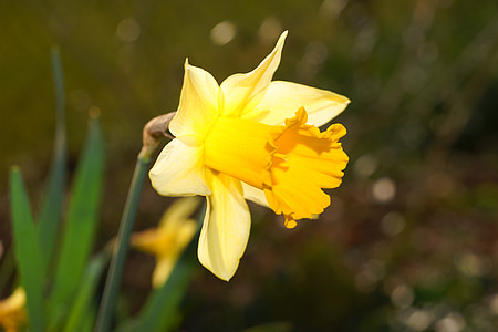 narcissus, daffodil, yellow, blossom, bloom, spring, narcissus pseudonarcissus