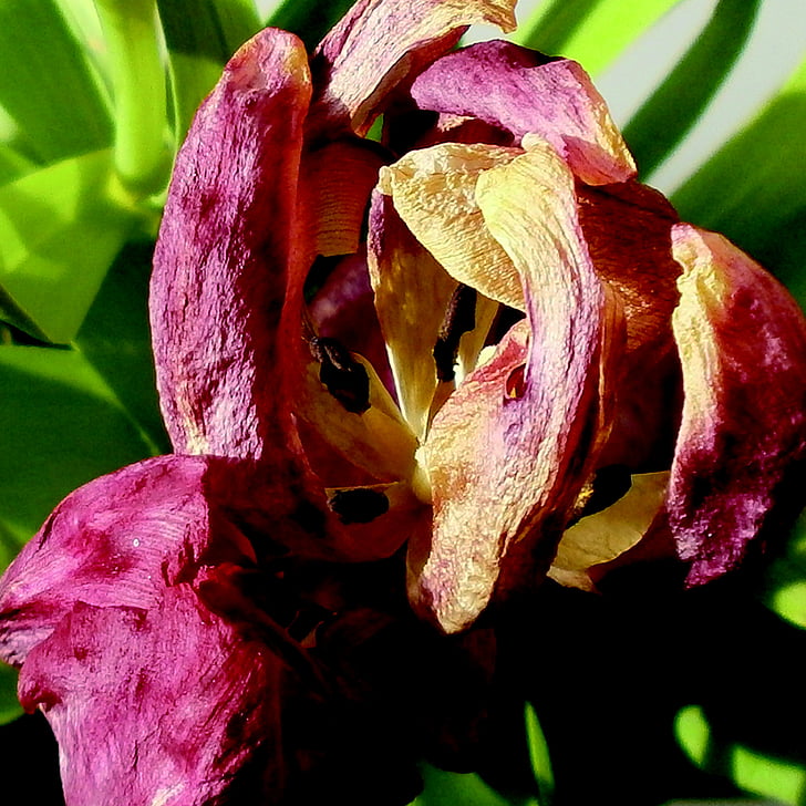 Tulip, plant, bloem, vergankelijkheid, verwelkte aren, roze