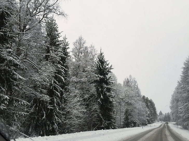winter, road, snow, forest, tree, time of year, sweden