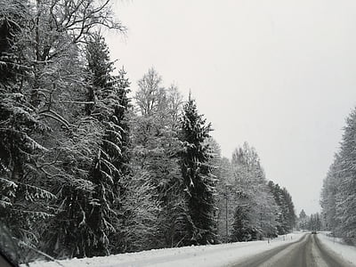 vinter, Road, snö, skogen, träd, tid på året, Sverige