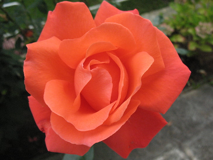 flor, floración, color de rosa, flor color de rosa, hermosa, belleza, noble