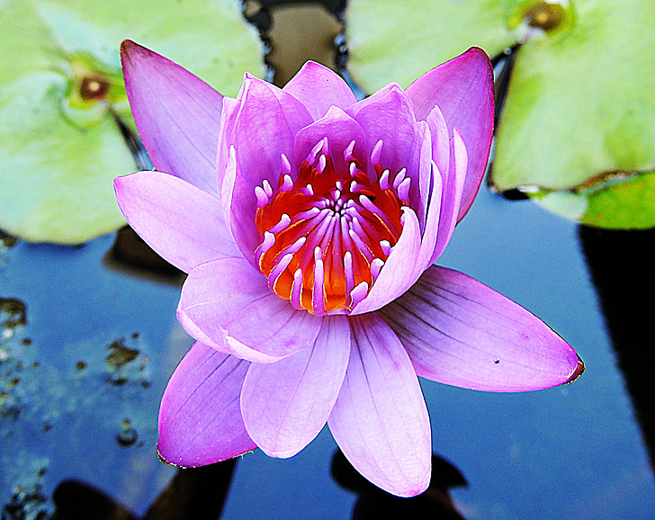 waterlily, nước, Hoa, Ao, màu hồng