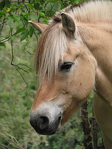 Fjord hest, norsk fjord hest, dyr, heste, husdyr, racen, Farm