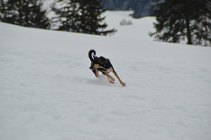 zimowe, śnieg, pies, Terier, wyścig