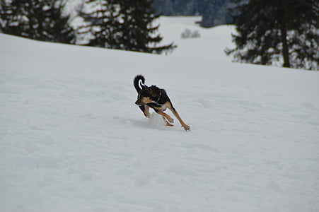 взимку, сніг, собака, тер'єр, гонки