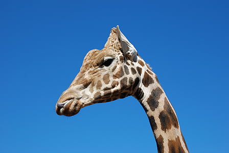 giraffe, sky, blue