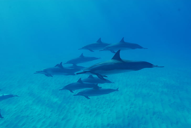dolphins, ocean, hawaii, nature, sea, underwater, animal