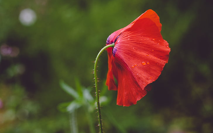 rot, Blütenblatt, Blume, Natur, Anlage, im freien, Garten