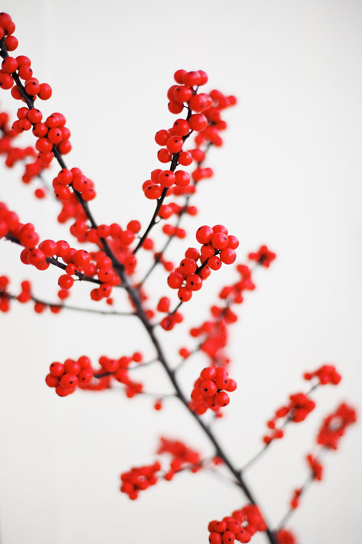 chi nhánh, Thiên nhiên, quả mọng màu đỏ, cây, mùa đông, màu đỏ