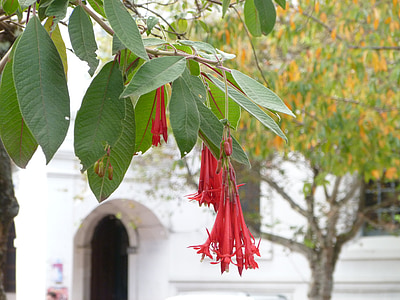 Cuenca, Ecuador, utazás, táj, virág, templom, táj
