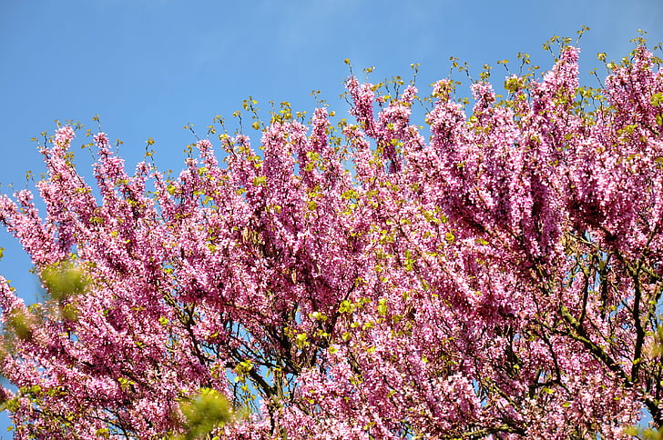 árbol de Judas, primavera, floración